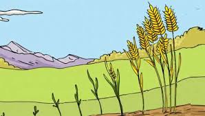 Mort du grain de blé tombé en terre - Jn 12, 20-33 - catéchèse enfants -  Théobule